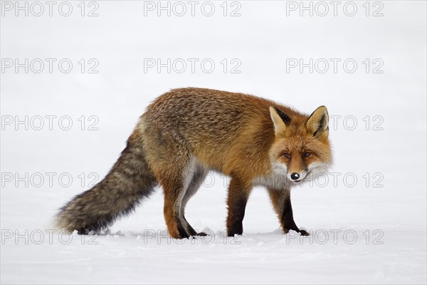 Red fox