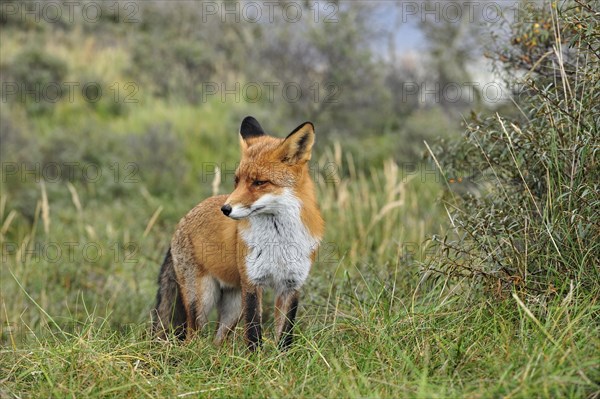 Red fox