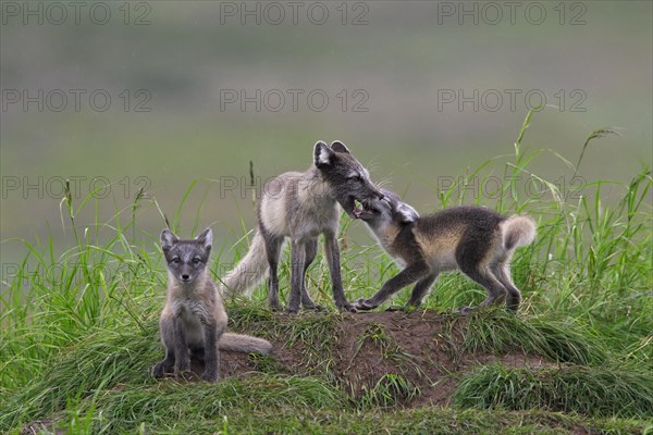 Arctic fox