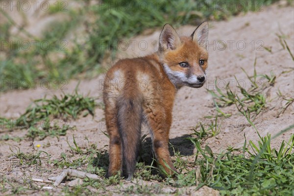 Cute red fox