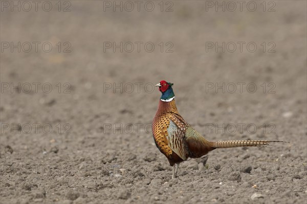 Common pheasant