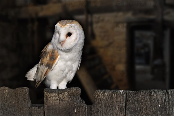 Barn owl