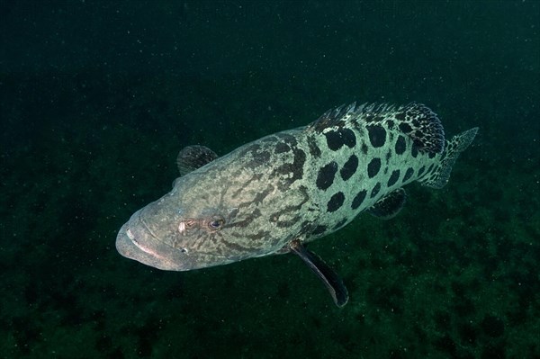 Potato grouper