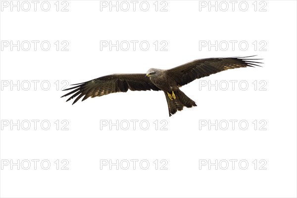 Black kite