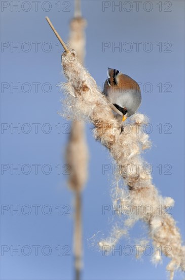 Bearded Reedling