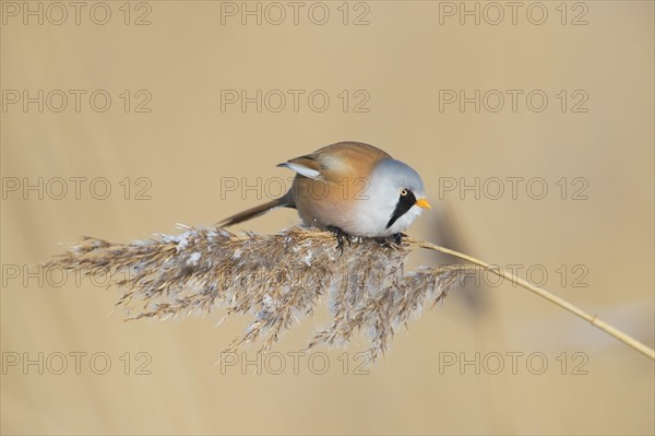 Bearded reedling