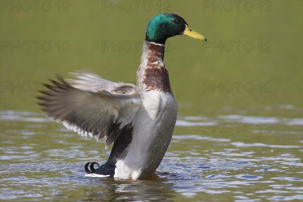 Mallard