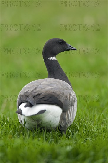 Brent goose