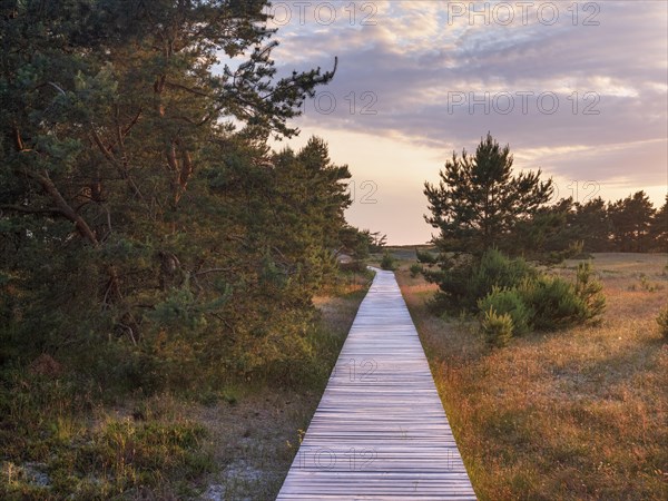 Boardwalk through the dunes at Darsser Ort in the last evening light