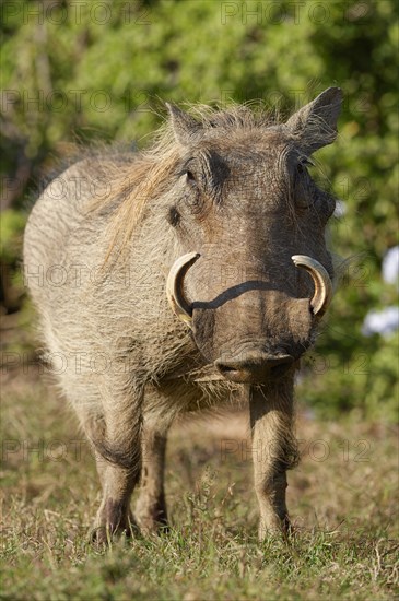 Common warthog