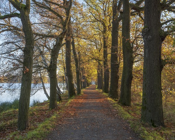 Oak avenue in the Plothen pond area