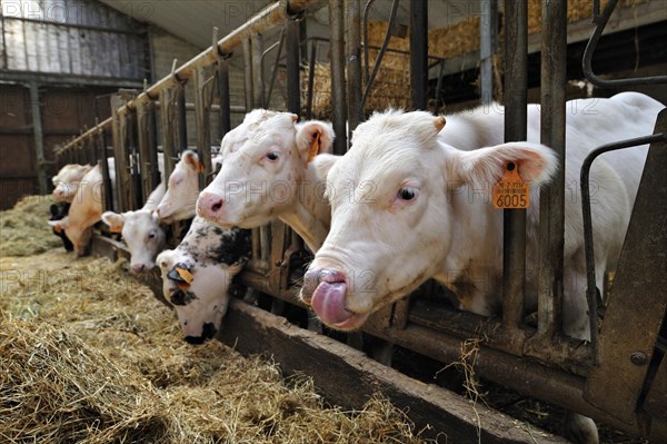 Calves eating hay in cowshed of farm of cattle