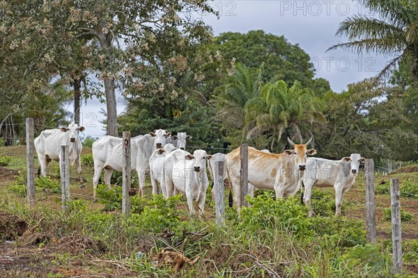 White Indu-Brasil