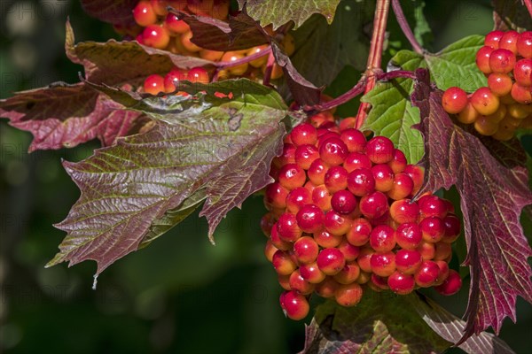 Guelder rose