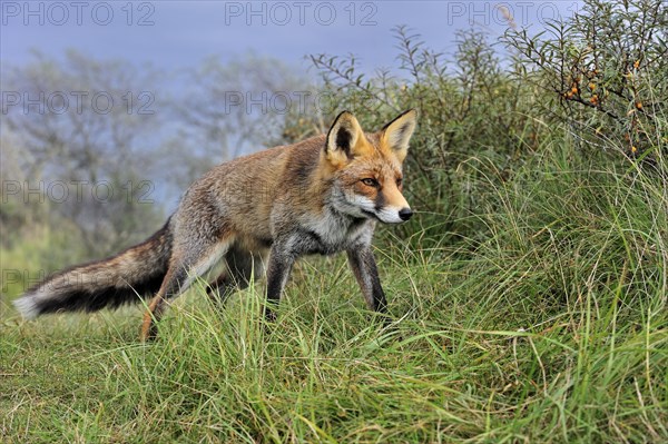 Red fox