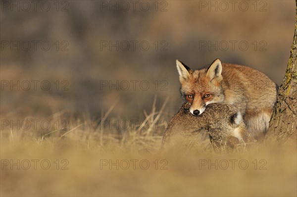 Red fox