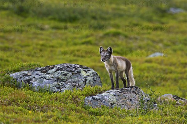 Arctic fox