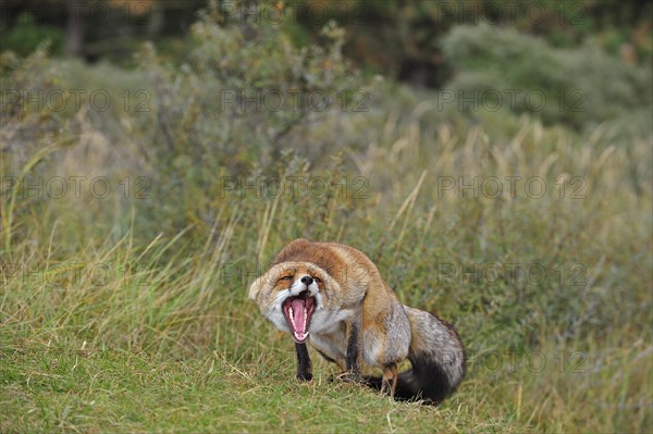 Aggressive Red fox