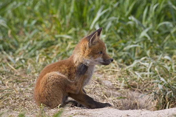 Young red fox