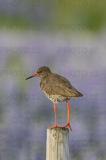 Common redshank