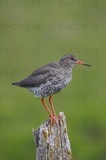 Common redshank