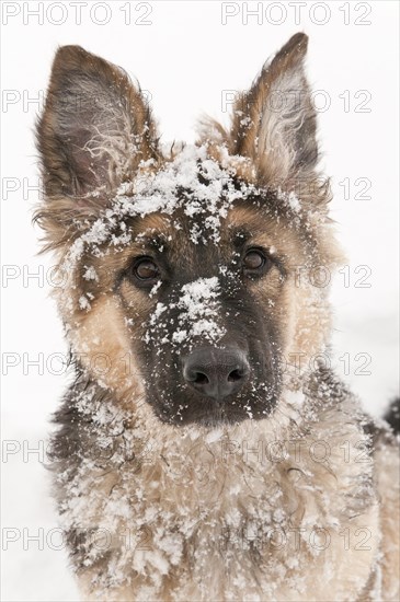 German shepherd