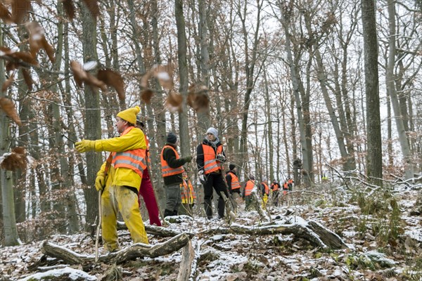 Driven hunt in Schoenbuch Nature Park