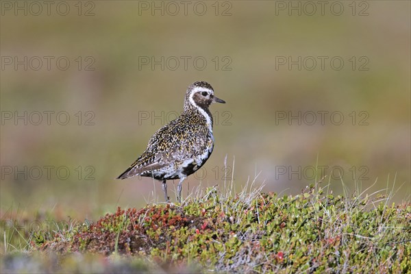 European golden plover