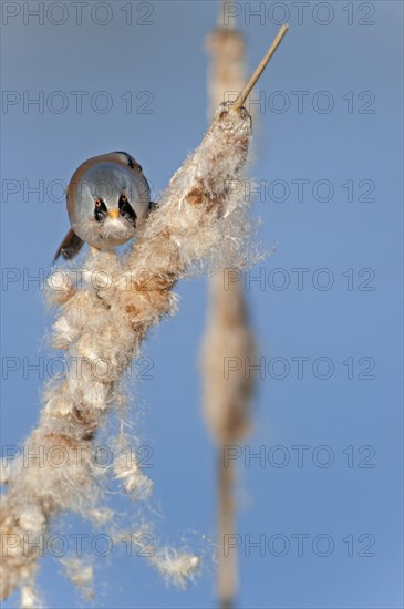 Bearded Reedling