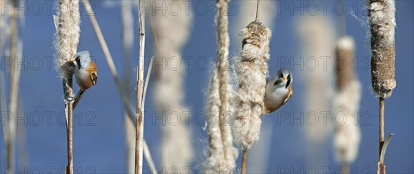 Bearded Reedlings