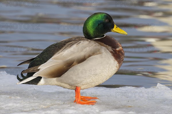 Mallard