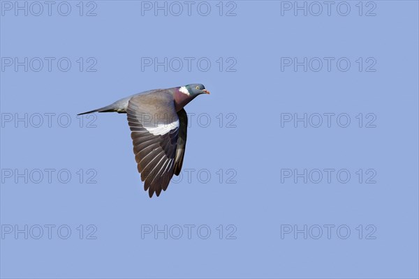 Common wood pigeon