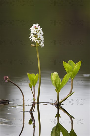 Bogbean