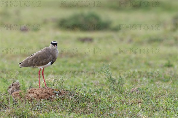 Crowned Lapwing