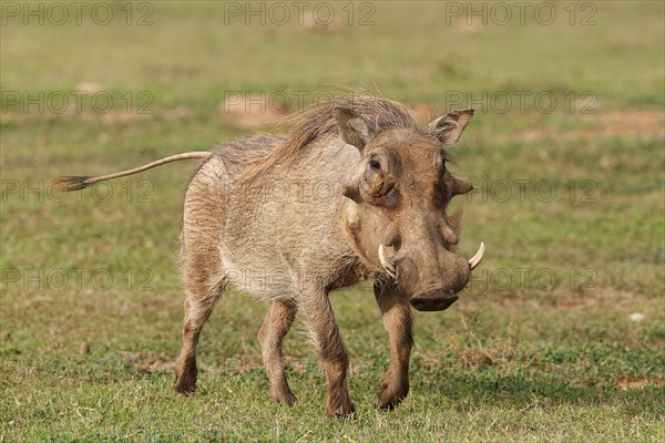 Common warthog