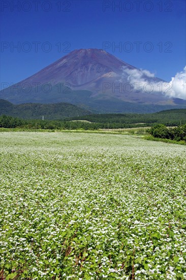 Mount Fuji and buckwheat field Shizuoka Japan