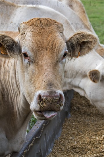 Herd of white Charolais cows