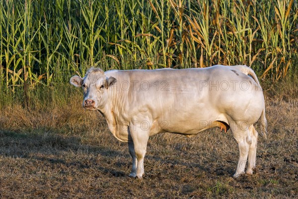 White Charolais cow