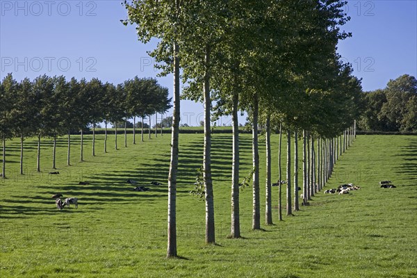 Row of poplars