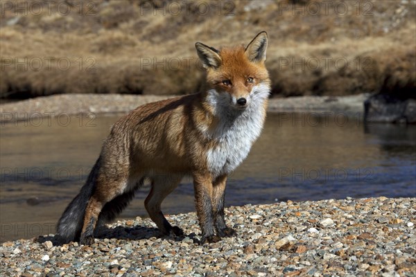 Red fox