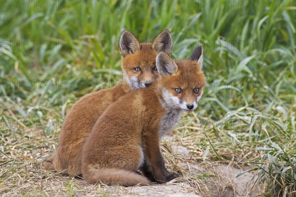 Young red foxes