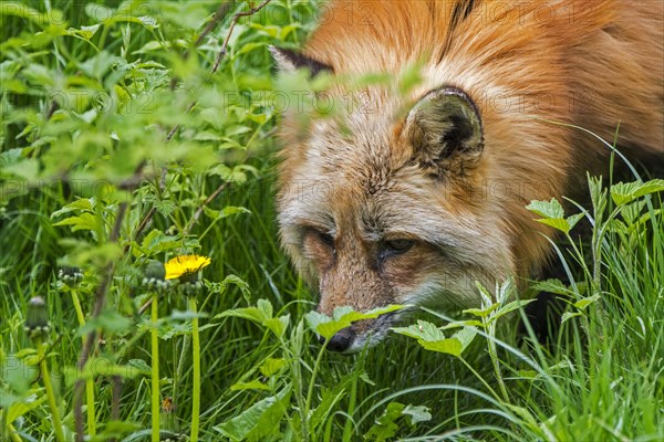 Red fox