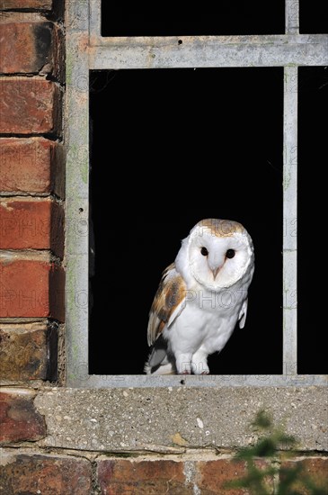 Barn owl