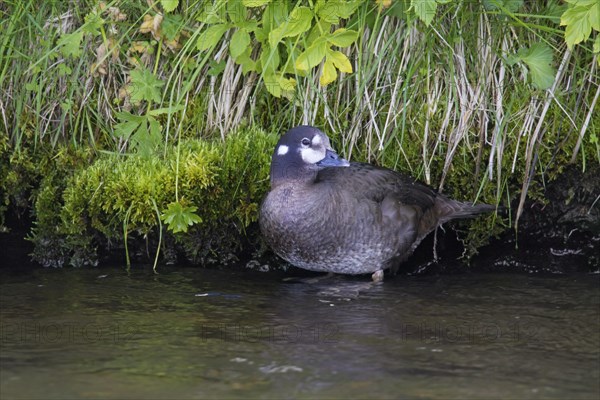 Harlequin duck