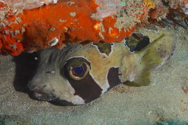 Black-blotched porcupinefish