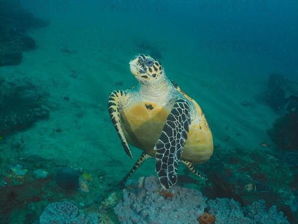 Pacific hawksbill turtle