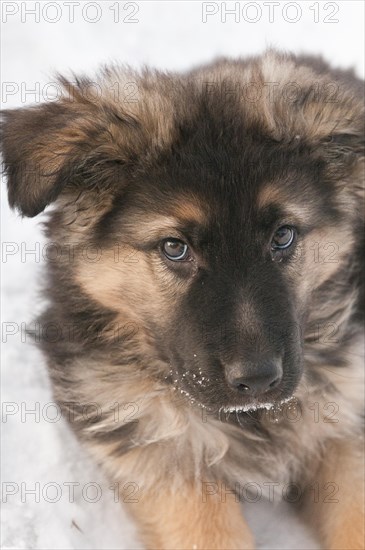 German shepherd