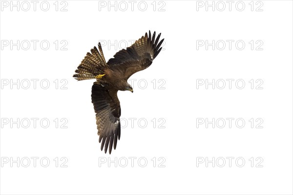 Black kite