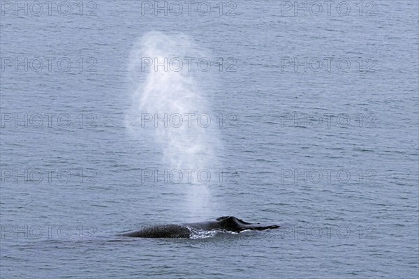 Blow through blowhole of surfacing humpback whale