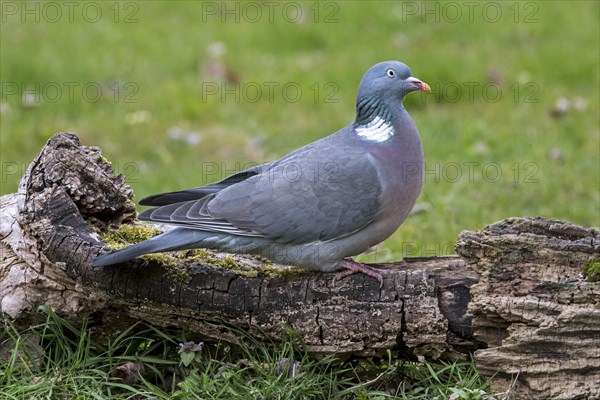 Common wood pigeon